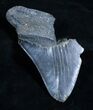 Partial Inch Megalodon Tooth - Serrated #3512-1